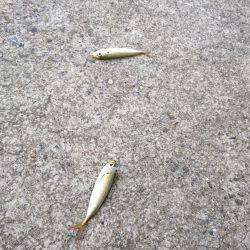 修行!サーベルハント