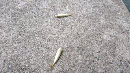 修行!サーベルハント