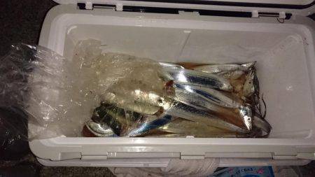 今年初ワインド　なんとか釣れました