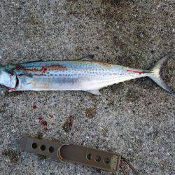 ここの所お留守の様子です。