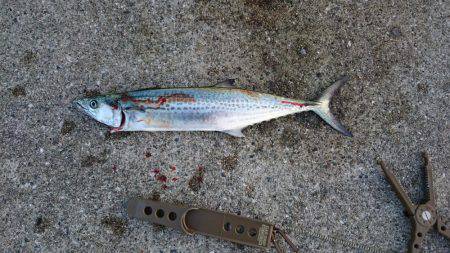 ここの所お留守の様子です。