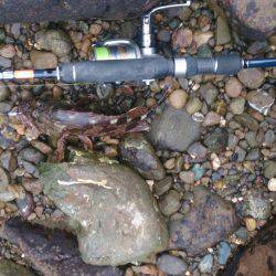 波高、早々撤退。