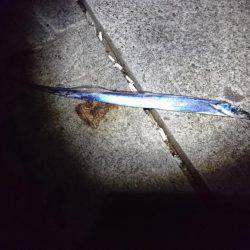 タチウオと夜サビキと探り釣り