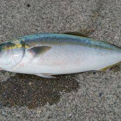 ルアーでハマチ