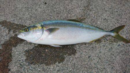 ルアーでハマチ