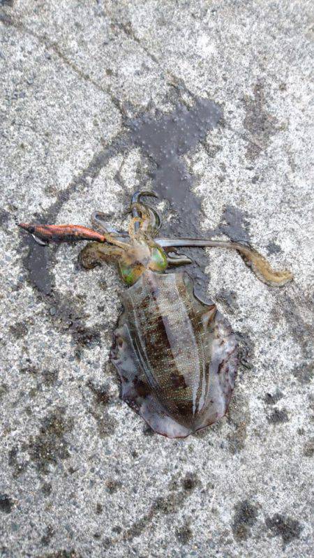 久々の釣行です❤