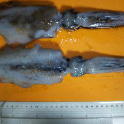 エギング釣行2016