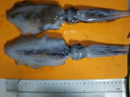 エギング釣行2016