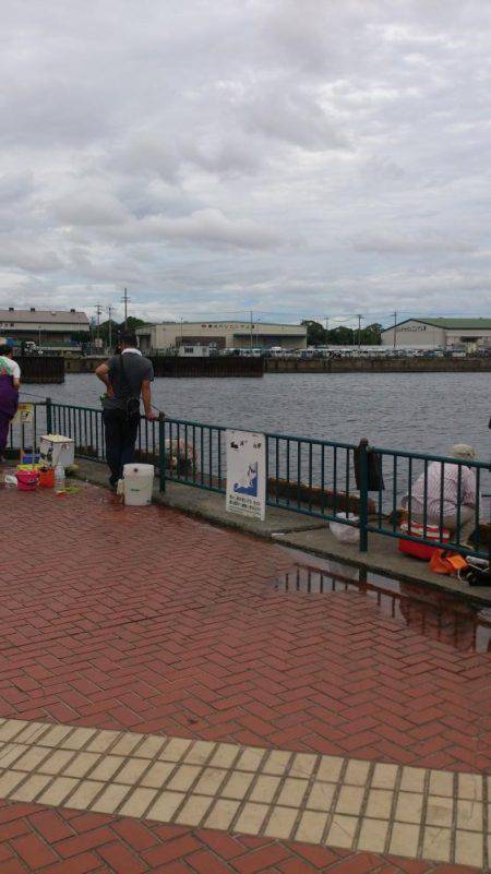 なぎさ公園でサビキ釣り
