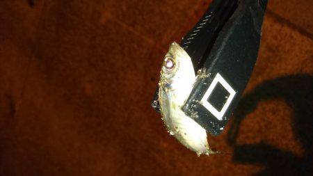 エギング時々アジング