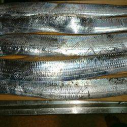 タチウオ修行中