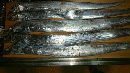 タチウオ修行中