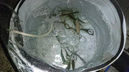 夜釣りで夜サビキとタチウオ