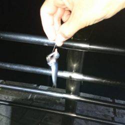 夜サビキで小アジと中サバ