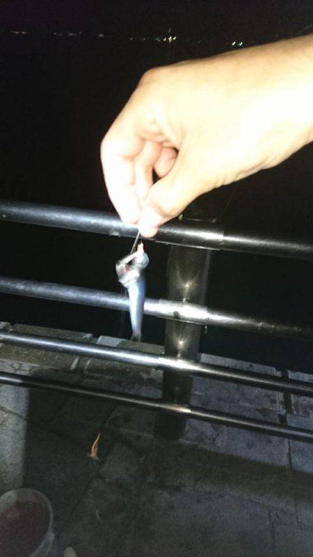 夜サビキで小アジと中サバ