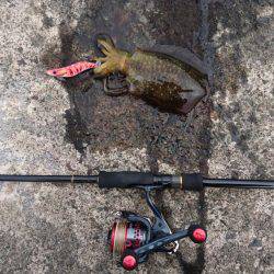 日中エギング釣果