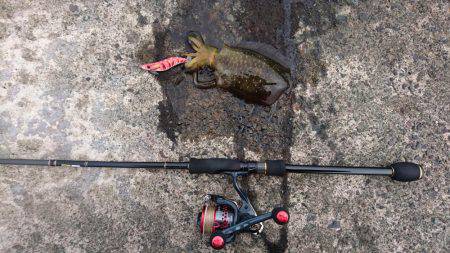 日中エギング釣果