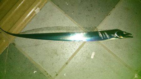 仕事帰りにタチウオ