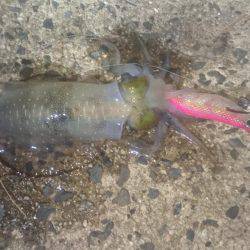 ムーンナイトエギング