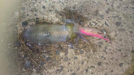 ムーンナイトエギング