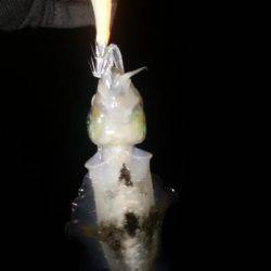 仕事前の朝練で三目キャッチ