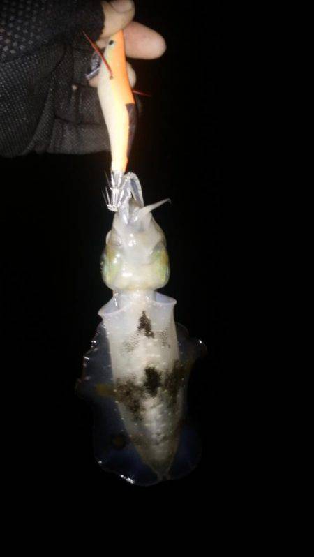 仕事前の朝練で三目キャッチ