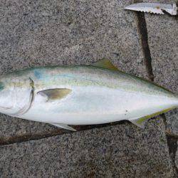 ノマセでハマチ、ツバス爆釣