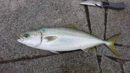 ノマセでハマチ、ツバス爆釣