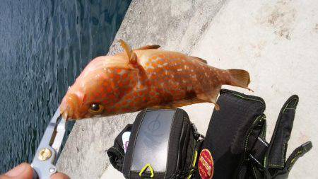 胴長１５センチ