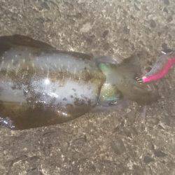 ナイトエギング