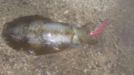 ナイトエギング