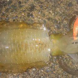 ナイトエギング