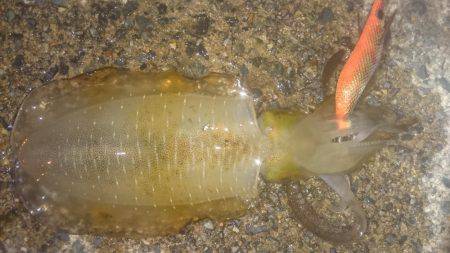 ナイトエギング