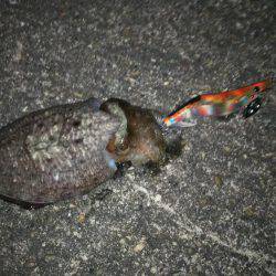 新子のアオリイカ調査！