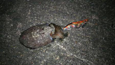 新子のアオリイカ調査！