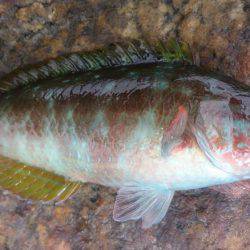 のんびり探り釣り