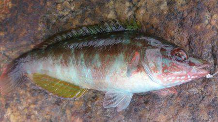 のんびり探り釣り