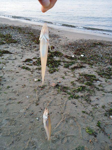 明石川河口で8目釣り