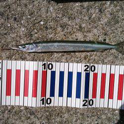 大蔵海岸でえんぴつサヨリ