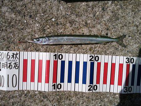 大蔵海岸でえんぴつサヨリ