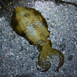 ケンサキ狙いですが・・・