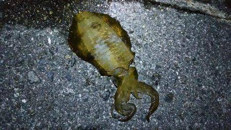 ケンサキ狙いですが・・・