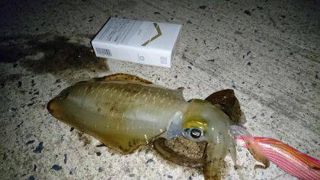 どんどん成長してくれてます。