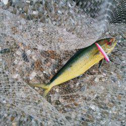 沼島でシイラのトップゲーム