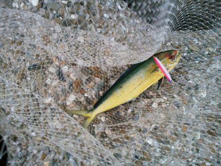 沼島でシイラのトップゲーム