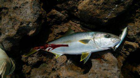 出ると信じて投げた結果