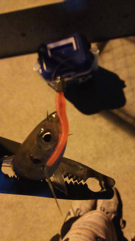 小島からの雑が崎