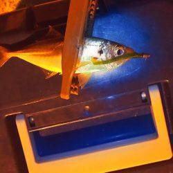 台風のあとアジング