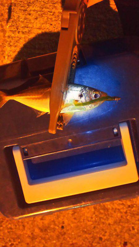 台風のあとアジング