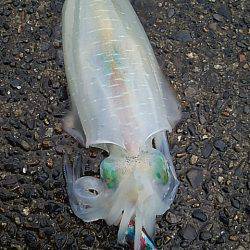 遠征１日目  九鬼＆須賀利編